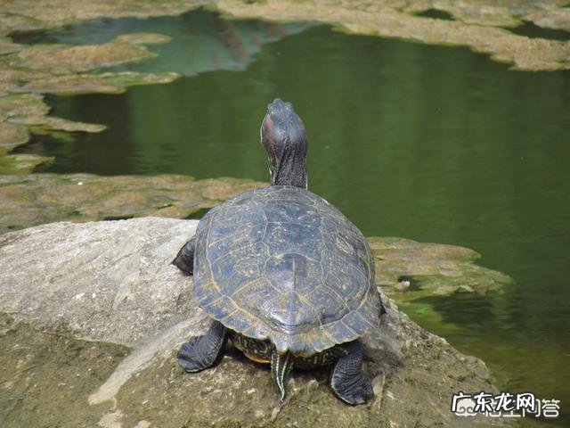 养龟好不好?