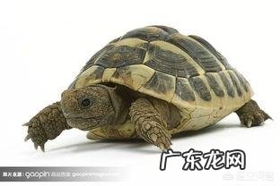 养龟好不好?