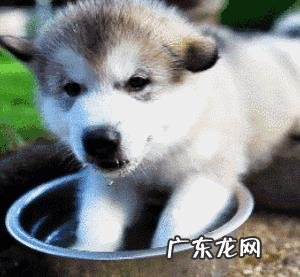 为什么有时候吃一个冷的或常温的馒头就饱了,但是吃了一个热的馒头却没够,原因是什么?