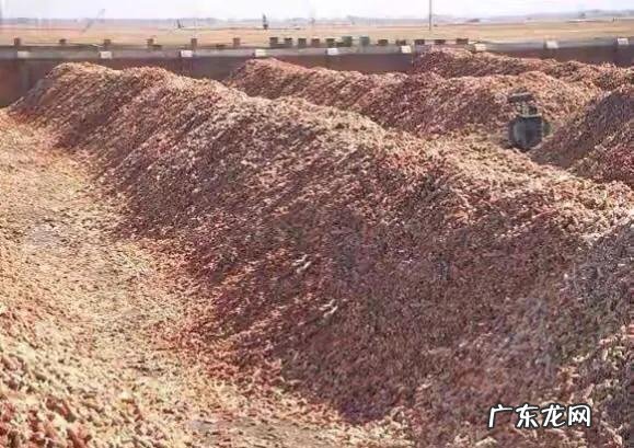 玉米芯有什么用途 回收玉米芯多少钱一吨