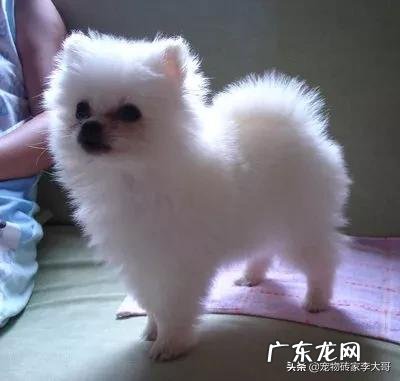 博美幼犬 在淘宝上看到一只茶杯狗只卖50元，这价格正常吗？