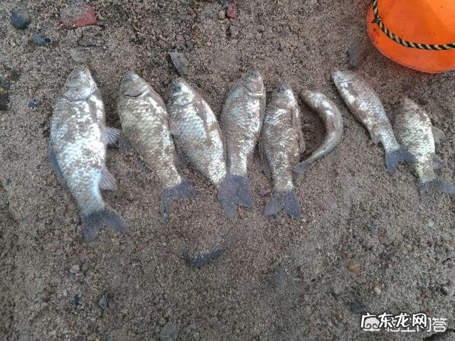 武汉天元钓鱼论坛手机版官网 武汉天元钓鱼论坛手机版