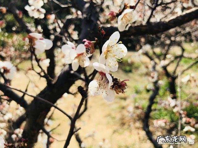 为什么过完年总感觉有些失落感?