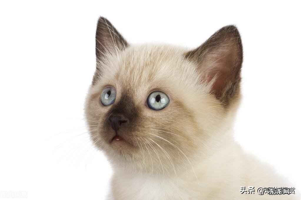 猫中之王是什么品种 哪些猫可以称之为猫中之王呢