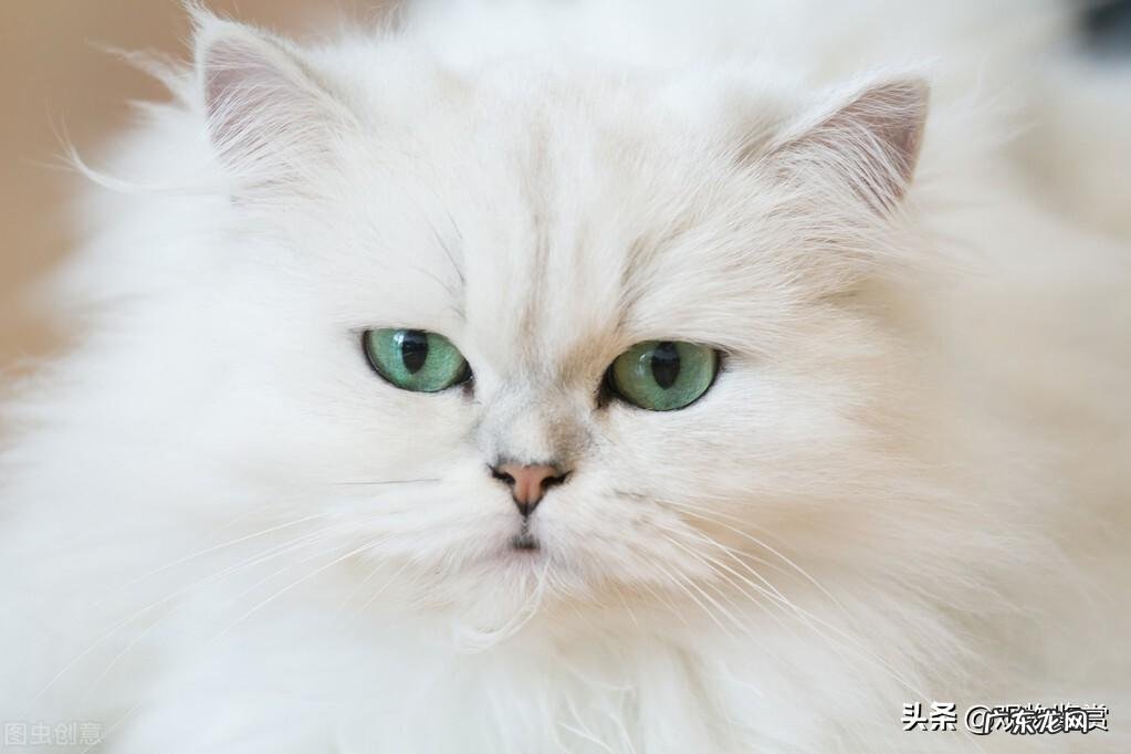 猫中之王是什么品种 哪些猫可以称之为猫中之王呢