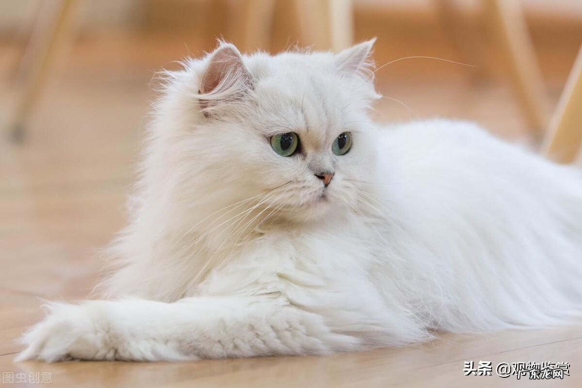 猫中之王是什么品种 哪些猫可以称之为猫中之王呢