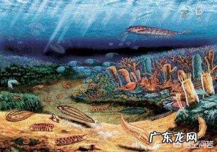 3亿年前三叶虫化石上的人类脚印,到底是不是真的?