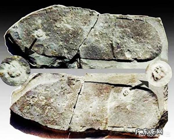 3亿年前三叶虫化石上的人类脚印,到底是不是真的?