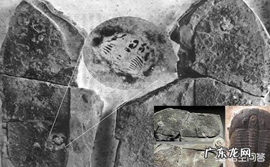 3亿年前三叶虫化石上的人类脚印,到底是不是真的?