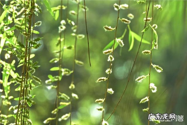 如何理解古诗词中的意象?