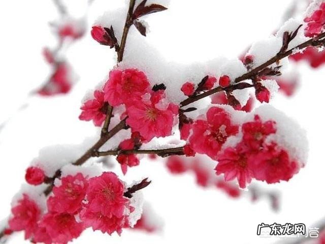 如何理解古诗词中的意象?