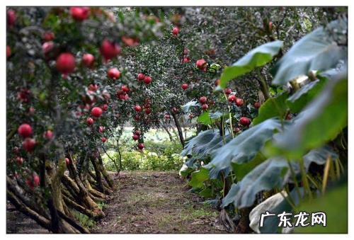 石榴皮能喂鸡吗?有什么作用?