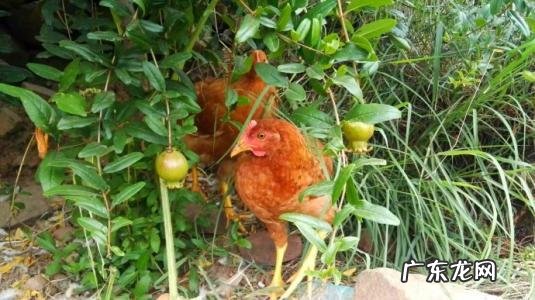 石榴皮能喂鸡吗?有什么作用?
