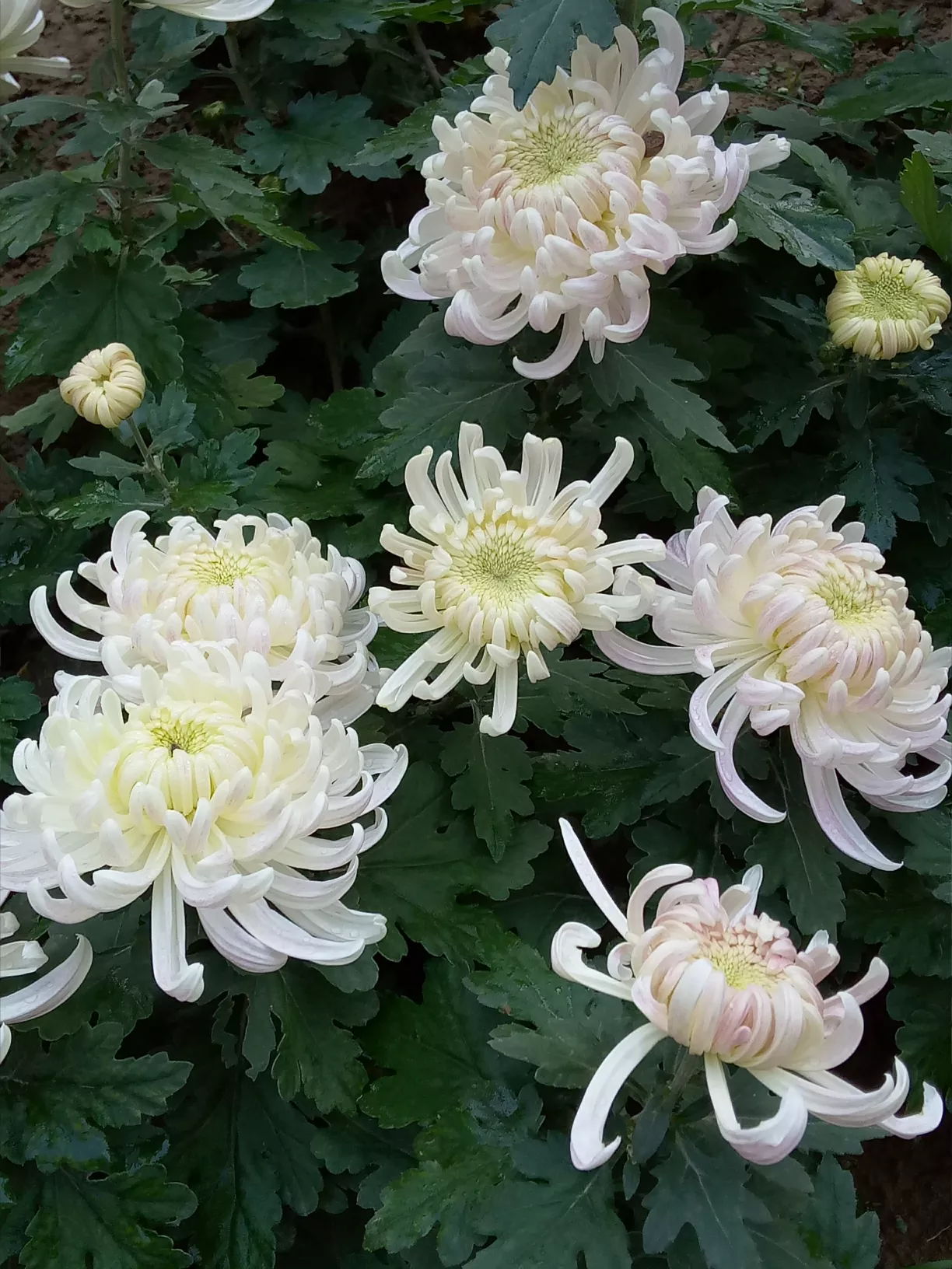 儒家和道家在中国文化方面是如何互补的?