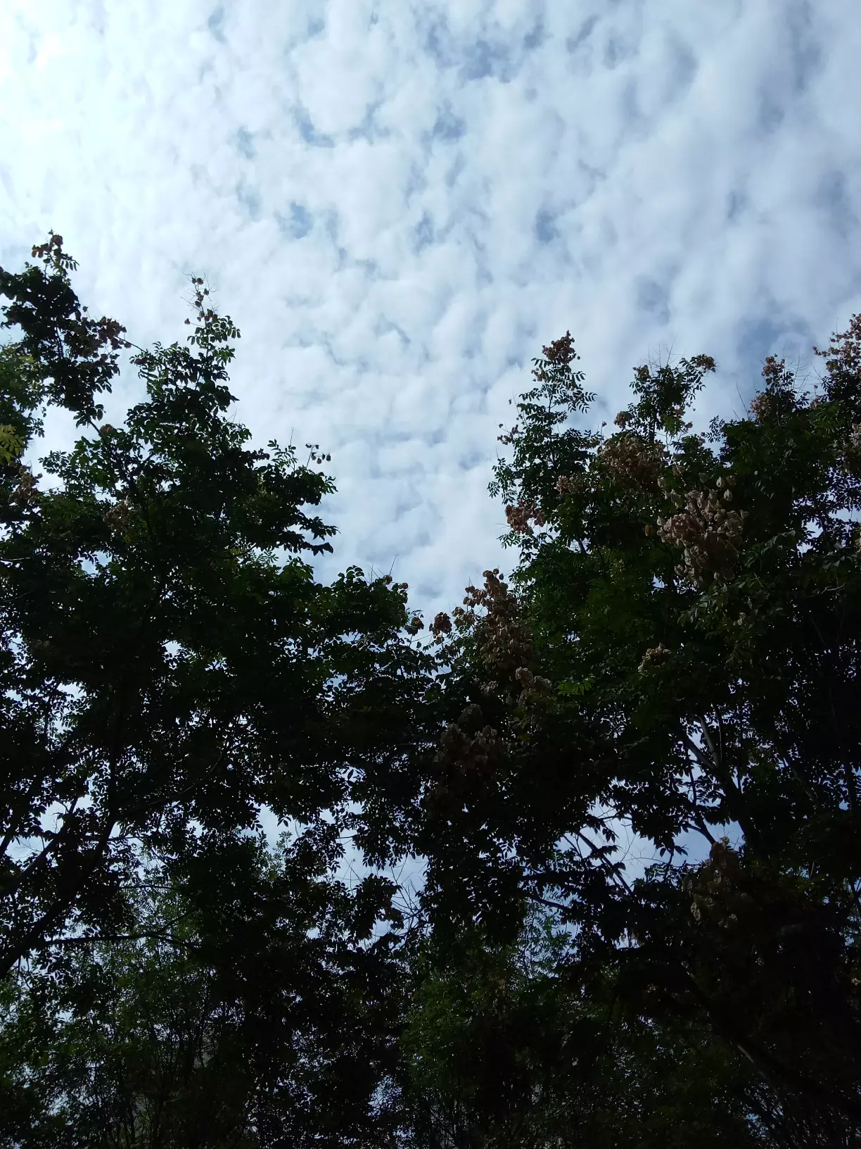 儒家和道家在中国文化方面是如何互补的?