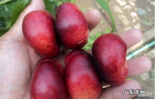 油桃品种大全介绍7月份油桃 油桃品种哪个好