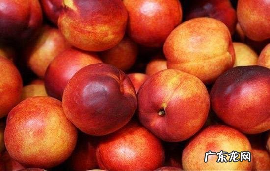 油桃品种大全介绍7月份油桃 油桃品种哪个好