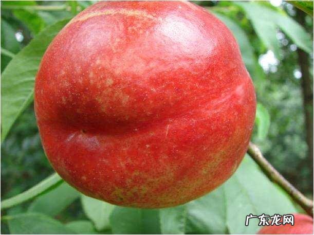 油桃品种大全介绍7月份油桃 油桃品种哪个好