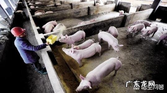 6月22日，东北三省猪价经历两连降，多省份持平，后期的行情走势如何？你怎么看？
