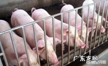 6月22日，东北三省猪价经历两连降，多省份持平，后期的行情走势如何？你怎么看？