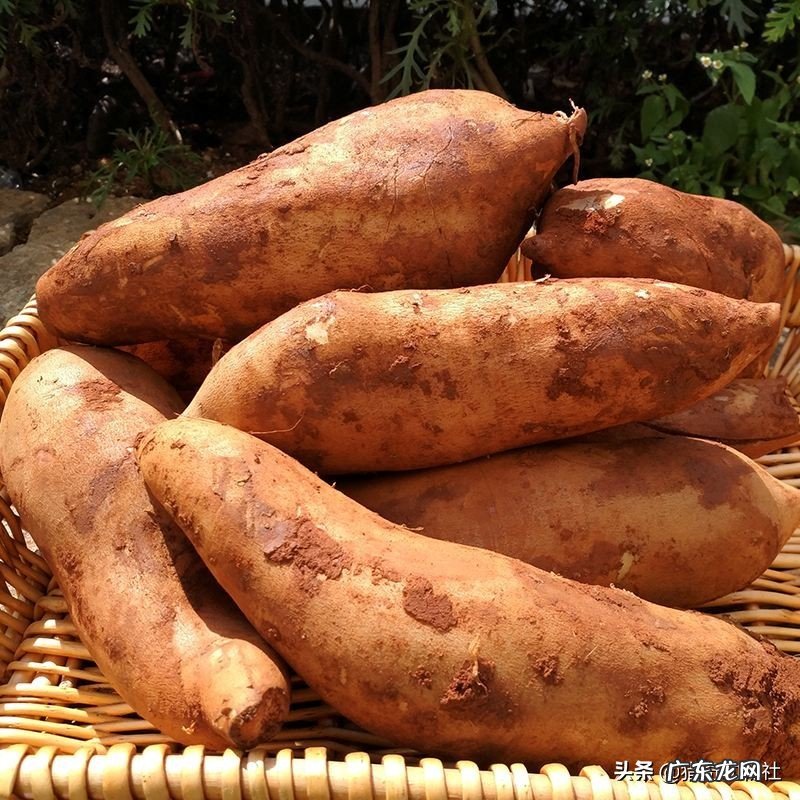 为什么雪莲长在雪山上不怕冷,雪莲果难道不是雪莲花的果实吗?