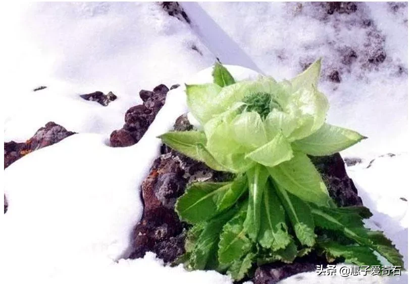 为什么雪莲长在雪山上不怕冷，雪莲果难道不是雪莲花的果实吗？