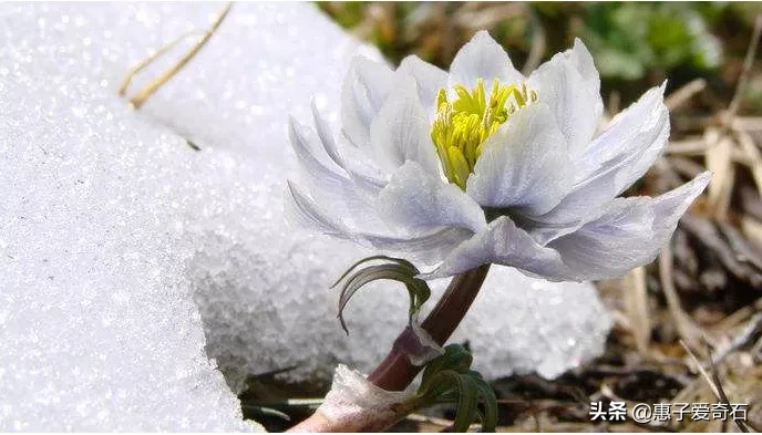 为什么雪莲长在雪山上不怕冷，雪莲果难道不是雪莲花的果实吗？