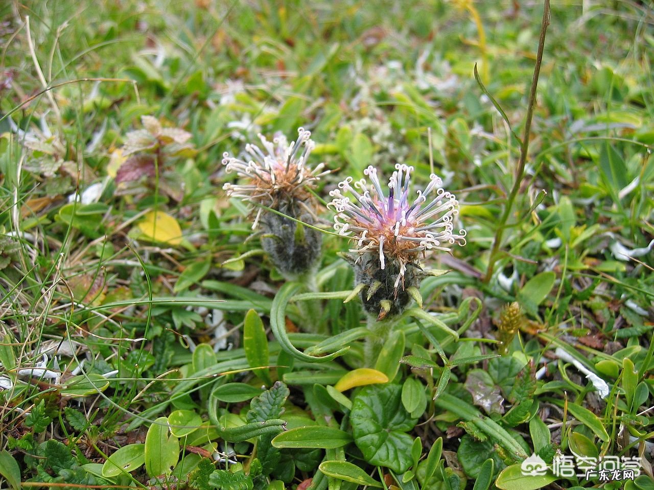 为什么雪莲长在雪山上不怕冷,雪莲果难道不是雪莲花的果实吗?