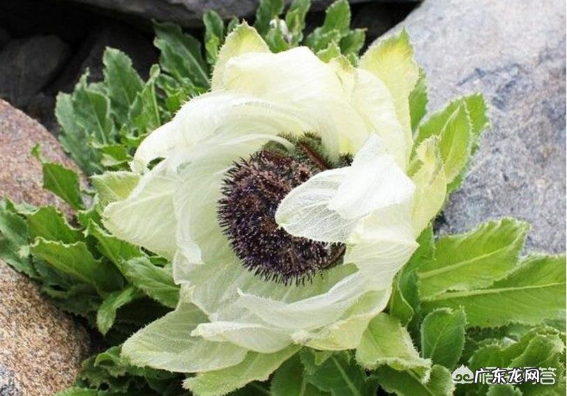 为什么雪莲长在雪山上不怕冷,雪莲果难道不是雪莲花的果实吗?