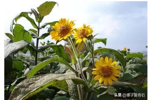 为什么雪莲长在雪山上不怕冷,雪莲果难道不是雪莲花的果实吗?