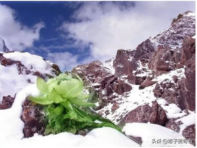为什么雪莲长在雪山上不怕冷，雪莲果难道不是雪莲花的果实吗？