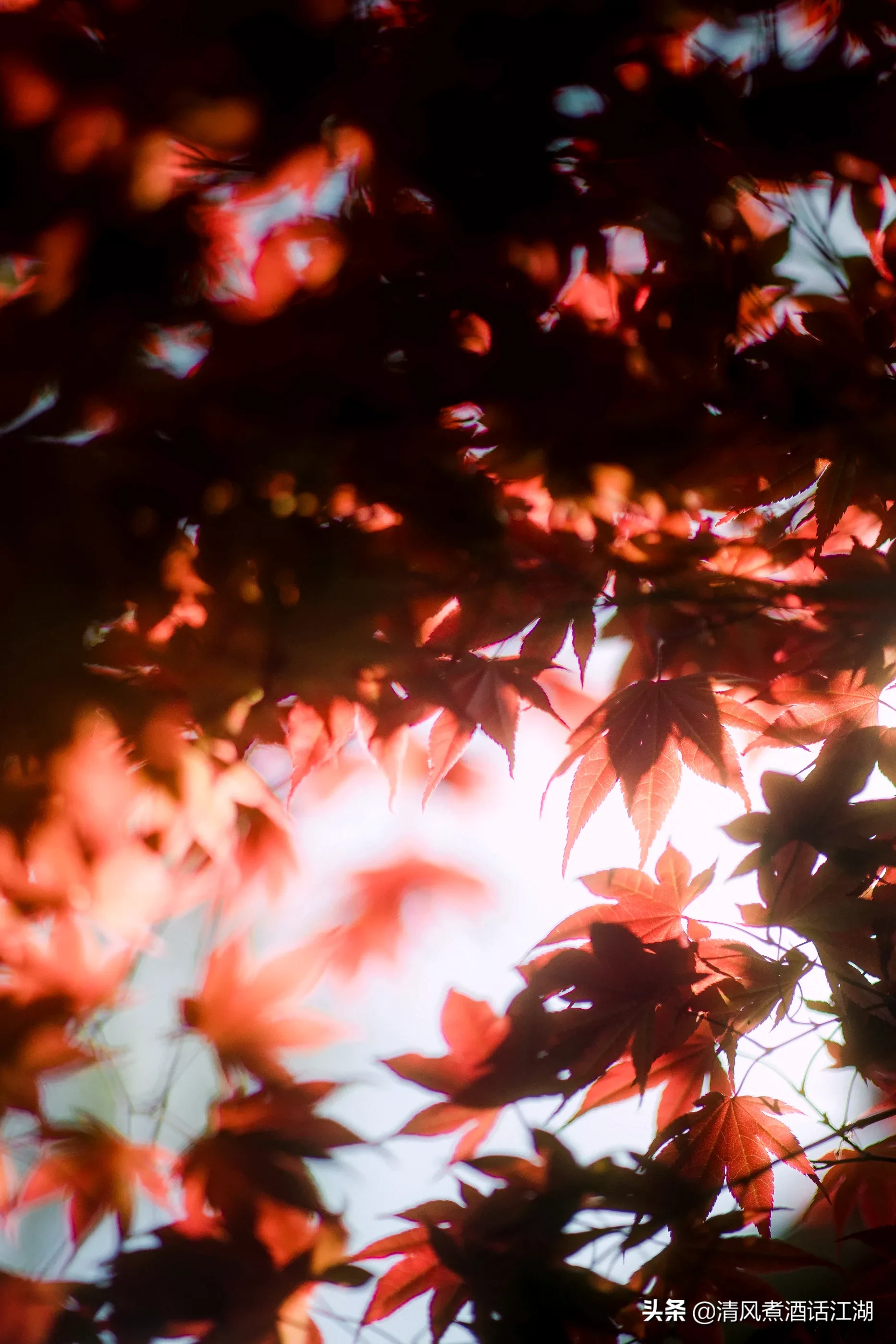 人们都梦想有一颗自由的心,去做为啥这么难?