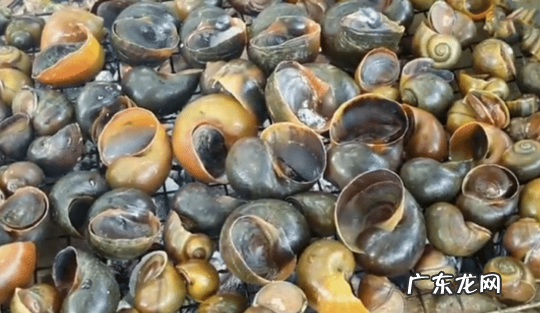 怎样吃福寿螺才安全 福寿螺正确吃法