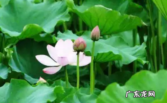 夏天的短情话 关于夏天的情话