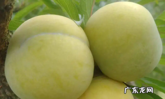 国峰七号李子几月份成熟 国峰七号李子品种怎样