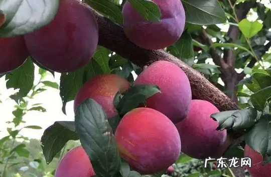 国峰七号李子几月份成熟 国峰七号李子品种怎样