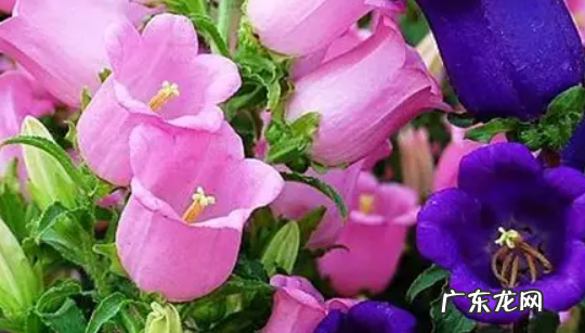 风铃花各种颜色的花语 风铃花各种颜色的花语及寓意