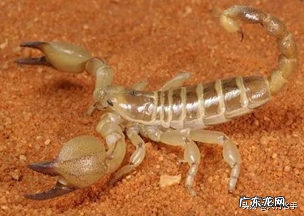 什么是最致命的有毒动物?