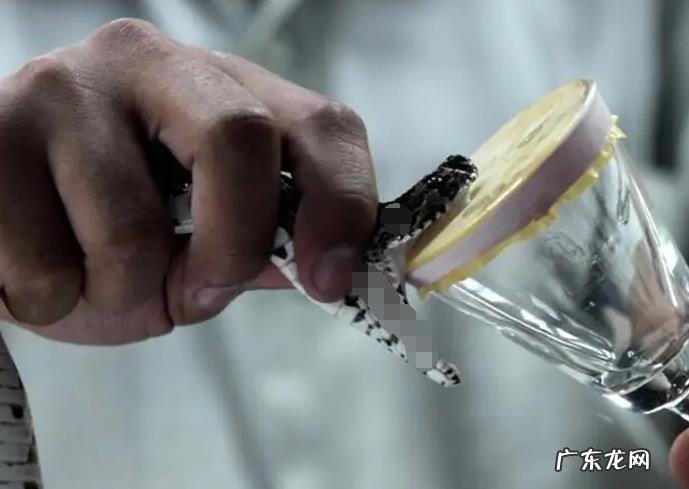 什么是最致命的有毒动物?