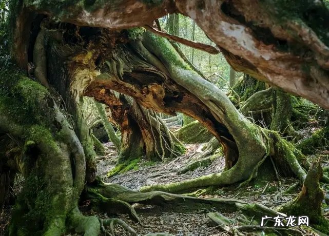 什么是最致命的有毒动物?