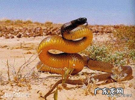 什么是最致命的有毒动物?