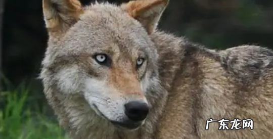 白眼狼比喻什么样的人 白眼狼比喻什么样的人要回什么