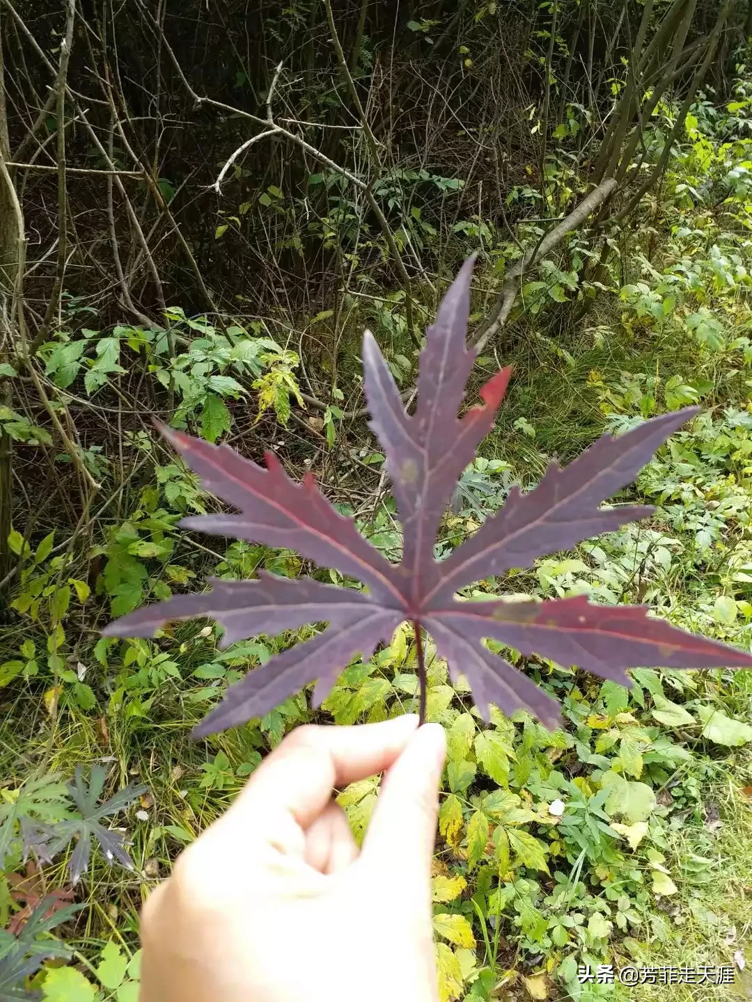 2020年春节去旅游的话去哪好?