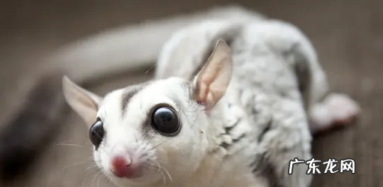 蜜袋鼯最喜欢让摸哪里 蜜袋鼯一摸就叫