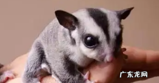 蜜袋鼯舔手然后轻咬是为什么 蜜袋鼯喜欢轻轻的咬手