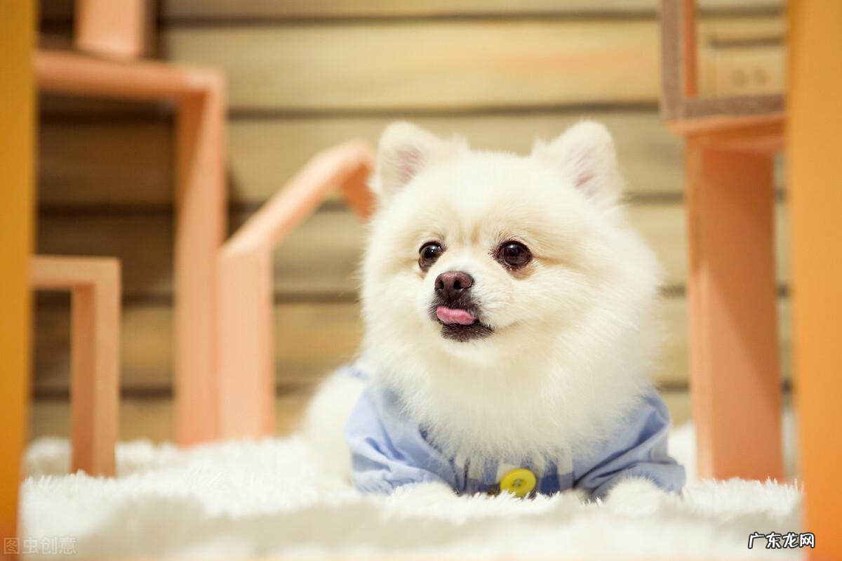 博美狗狗的寿命有多长 博美宠物狗寿命是多少年