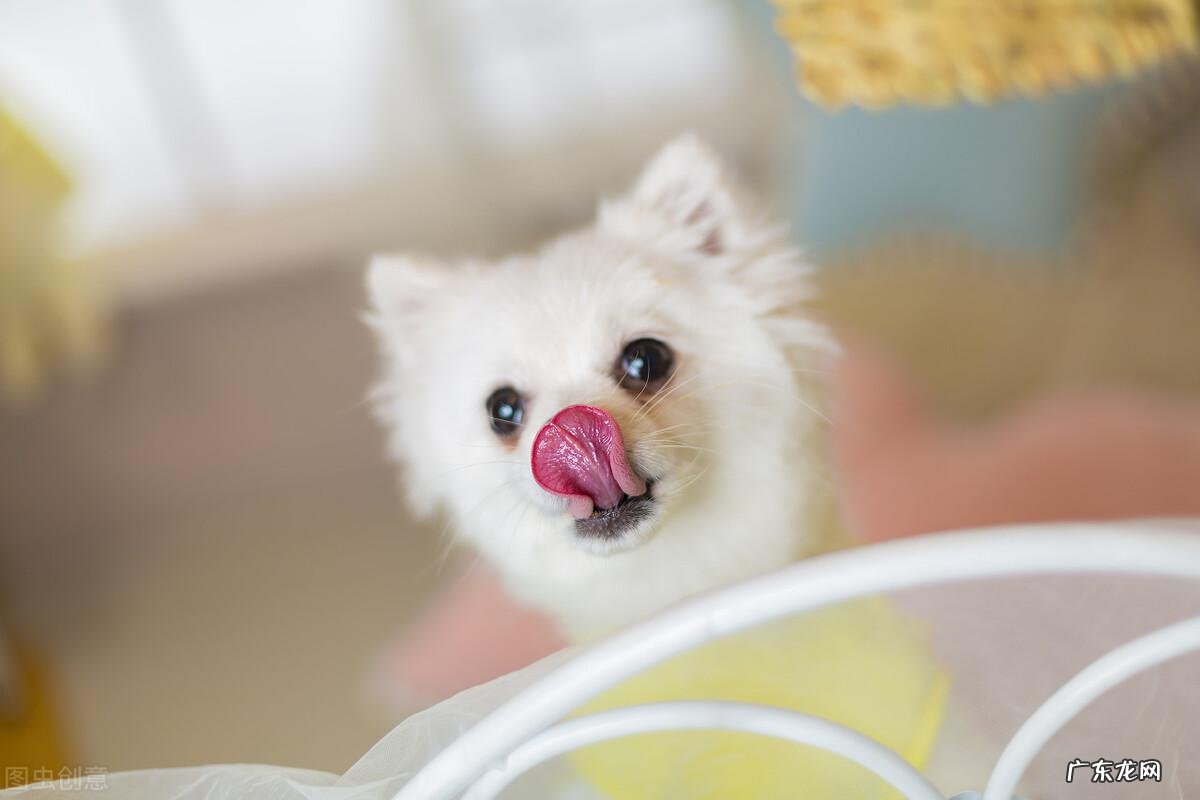 博美狗狗的寿命有多长 博美宠物狗寿命是多少年