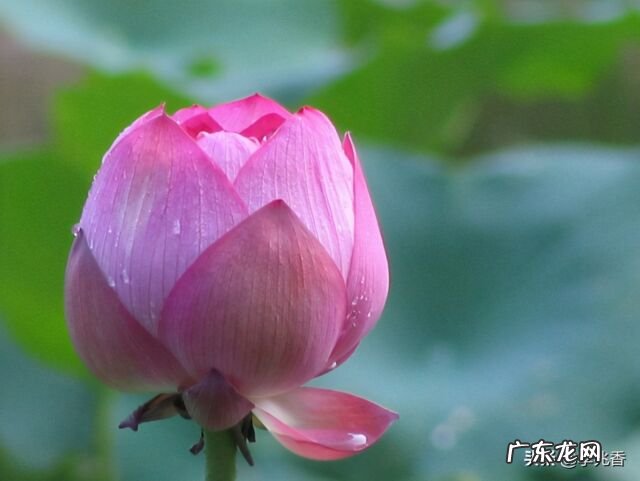 关于祝福好运的句子唯美 关于祝福好运的句子英文