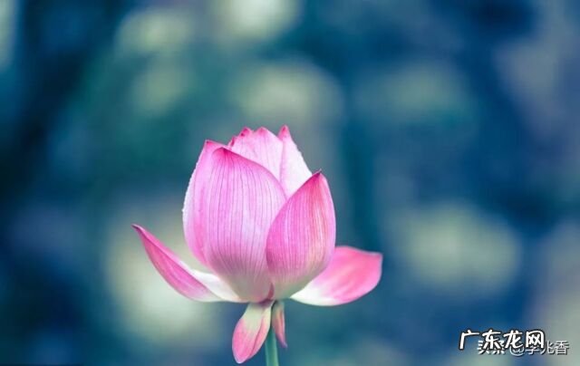 关于祝福好运的句子唯美 关于祝福好运的句子英文