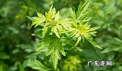 新娘床上放艾草什么时候放 新娘床上放艾草寓意什么